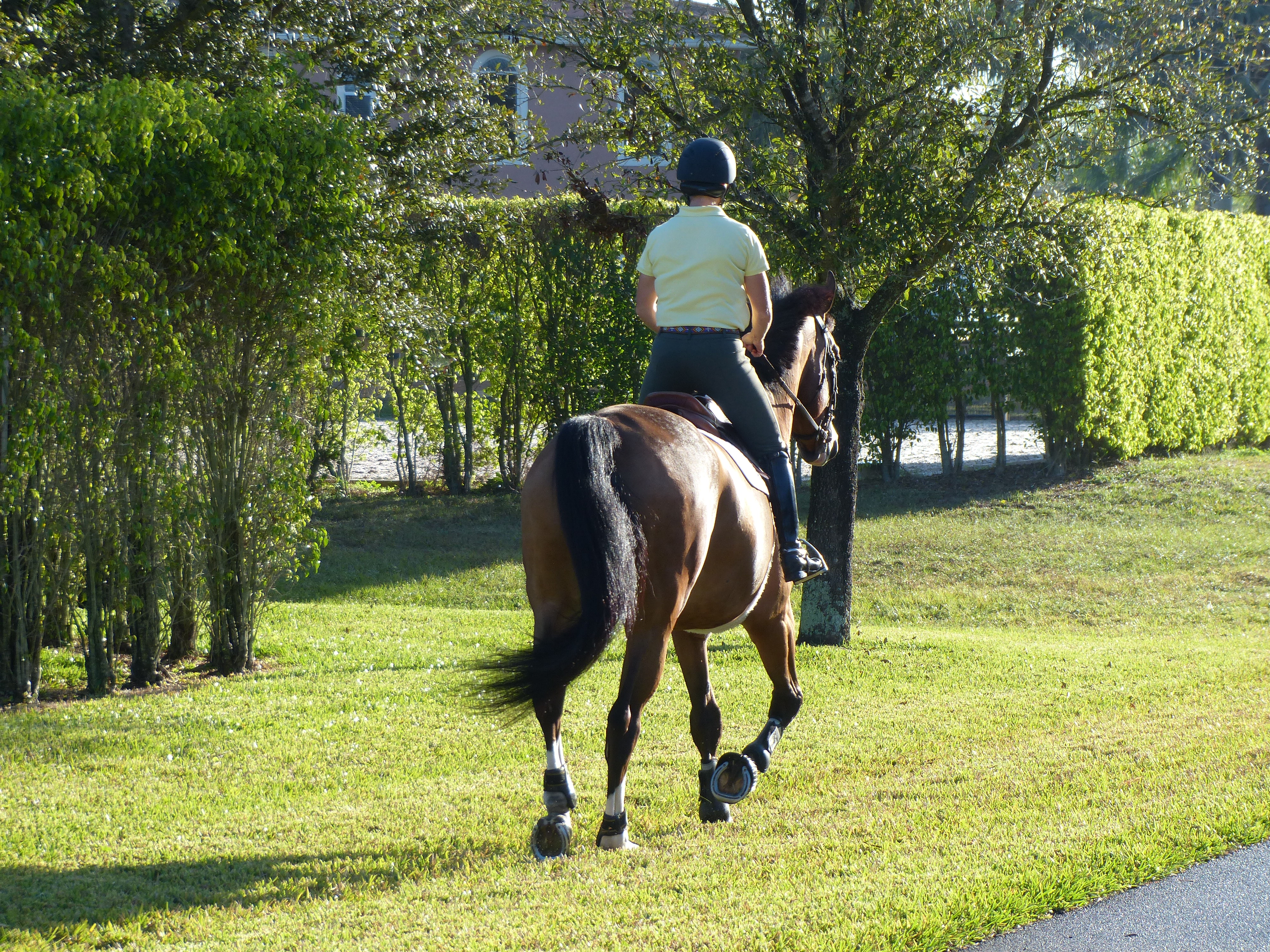 Ride and Drive New Brunswick Equestrian Association